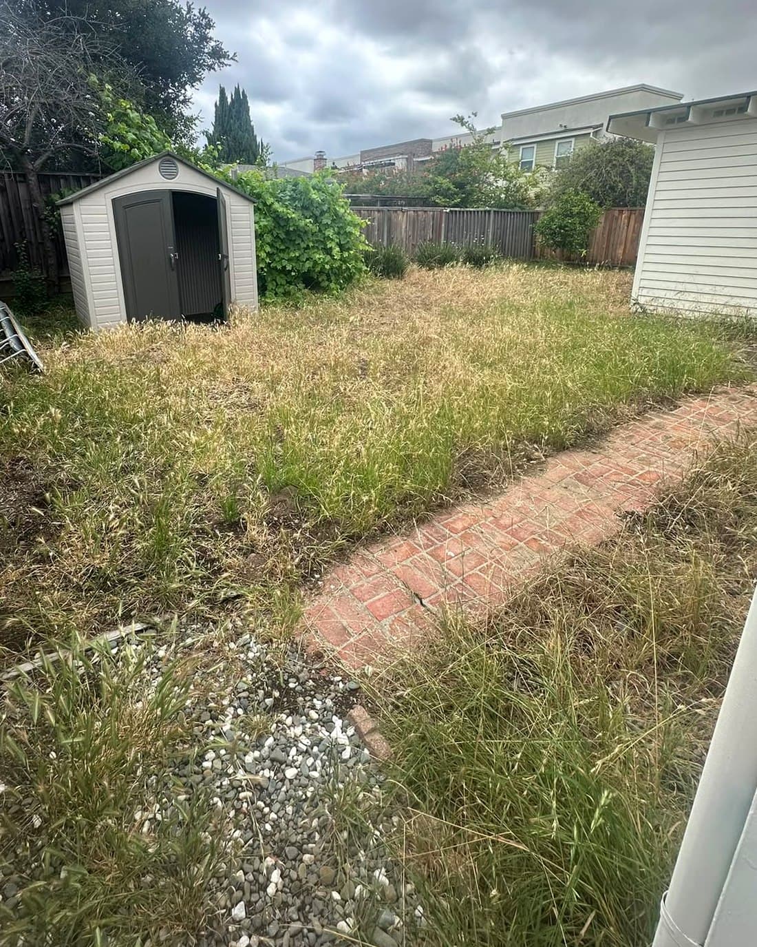 Backyard overgrown with tall dry grass around a storage shed