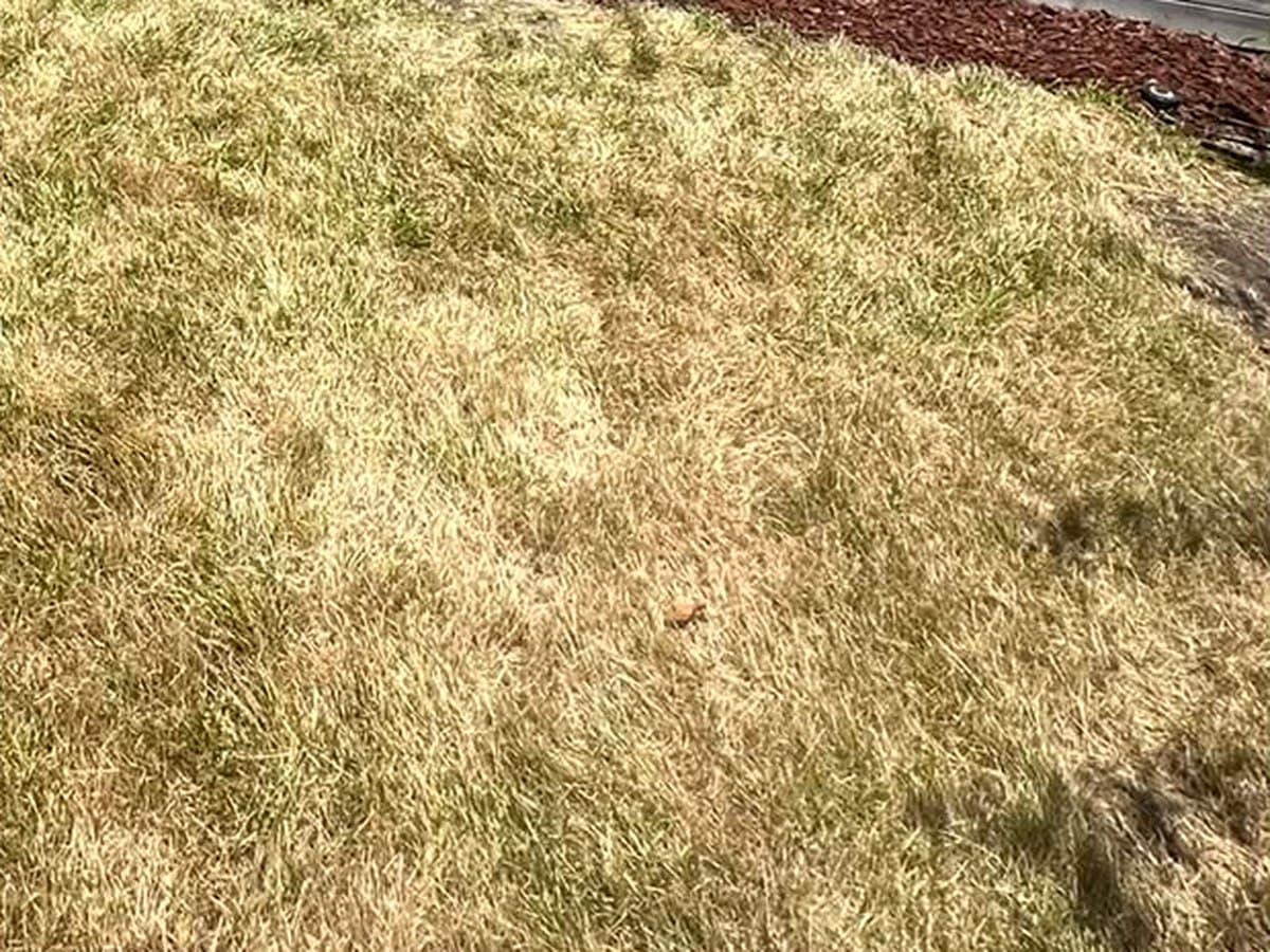 Weed Removal